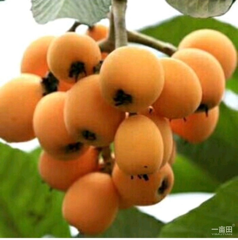 枇杷树苗嫁接大五星枇杷树苗质量保证