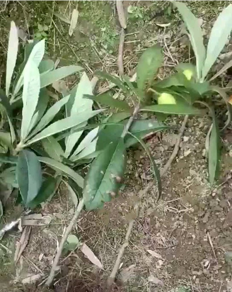 枇杷树苗嫁接大五星枇杷树苗质量保证