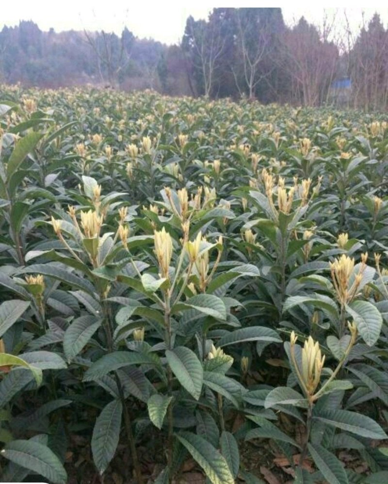 枇杷树苗嫁接大五星枇杷树苗质量保证