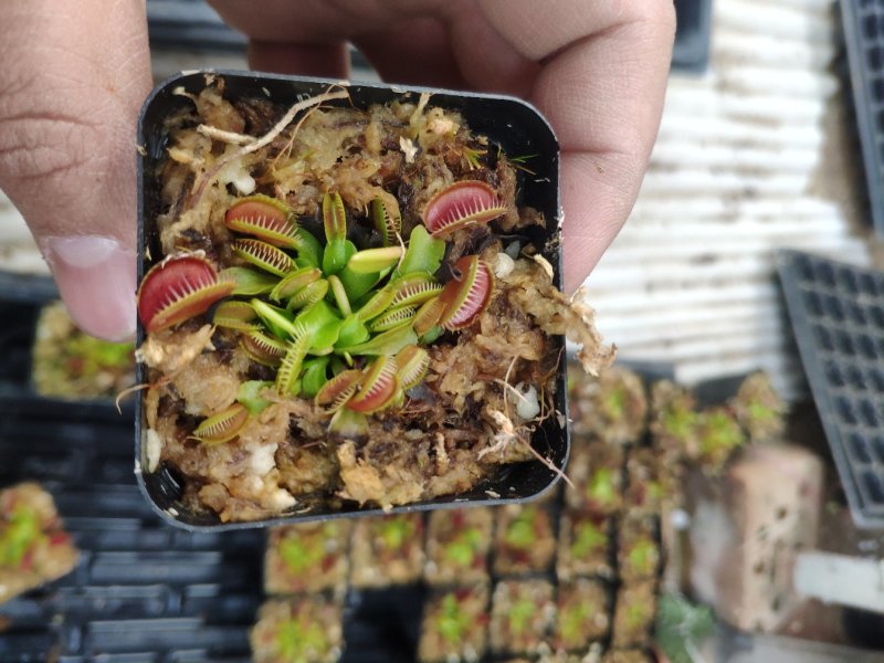 捕蝇草，驱蚊草，