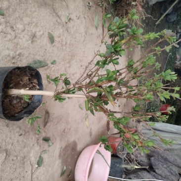 金银花苗