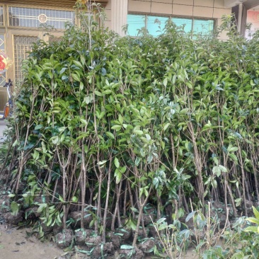 金桂花，3公分桂花