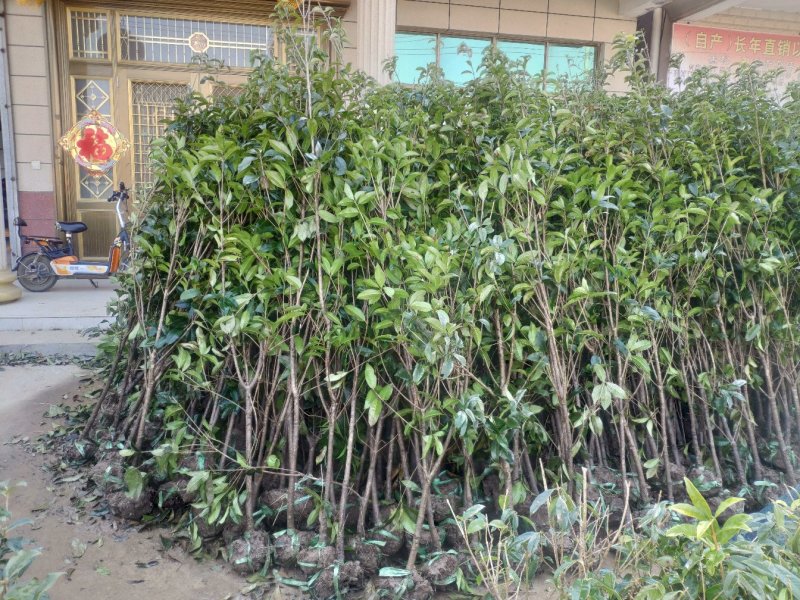 金桂花，3公分桂花