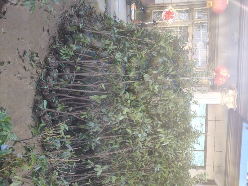 金桂花，3公分桂花