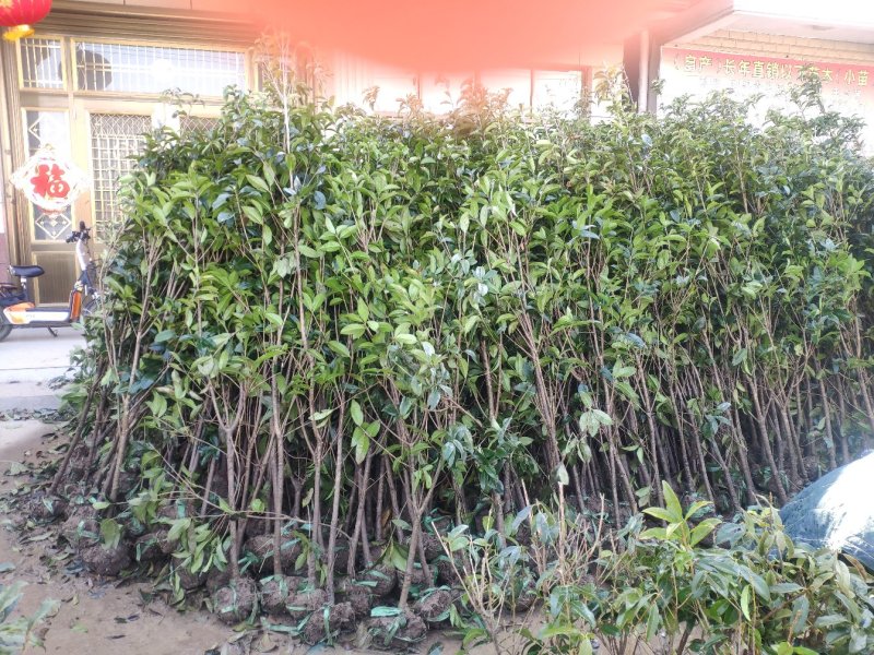 金桂花，3公分桂花