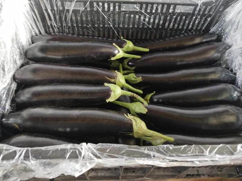 茄子