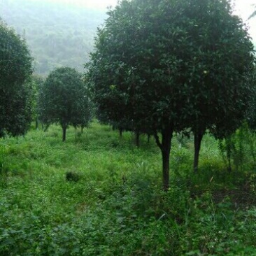 桂花树，四季桂，红丹桂，丛生，高杆