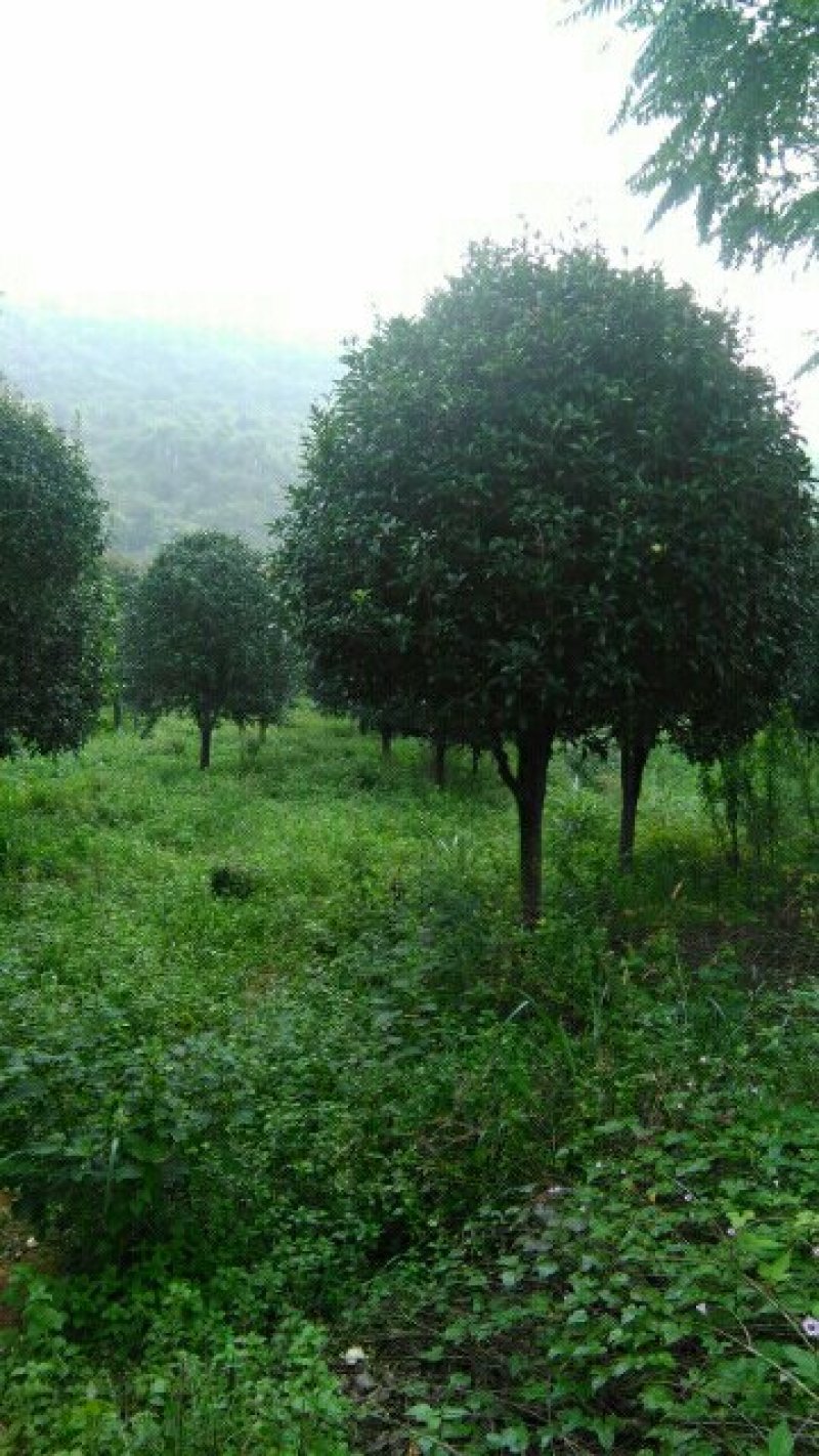 桂花树，四季桂，红丹桂，丛生，高杆