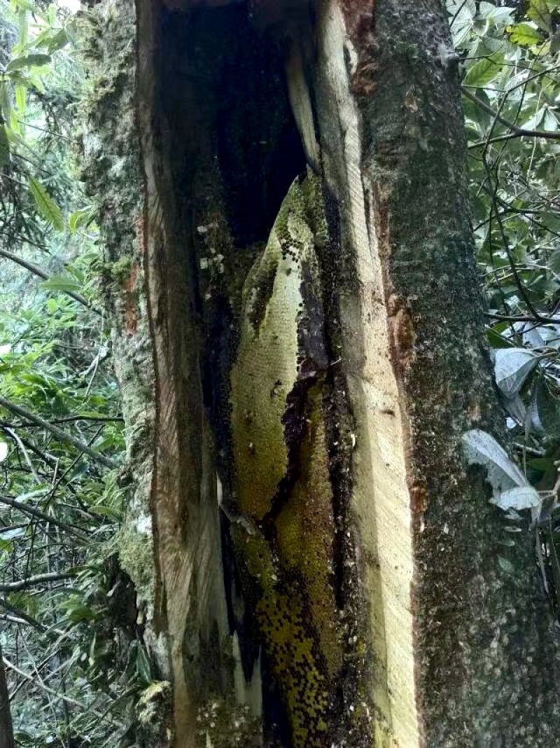 广西来宾市大瑶山野生蜂蜜