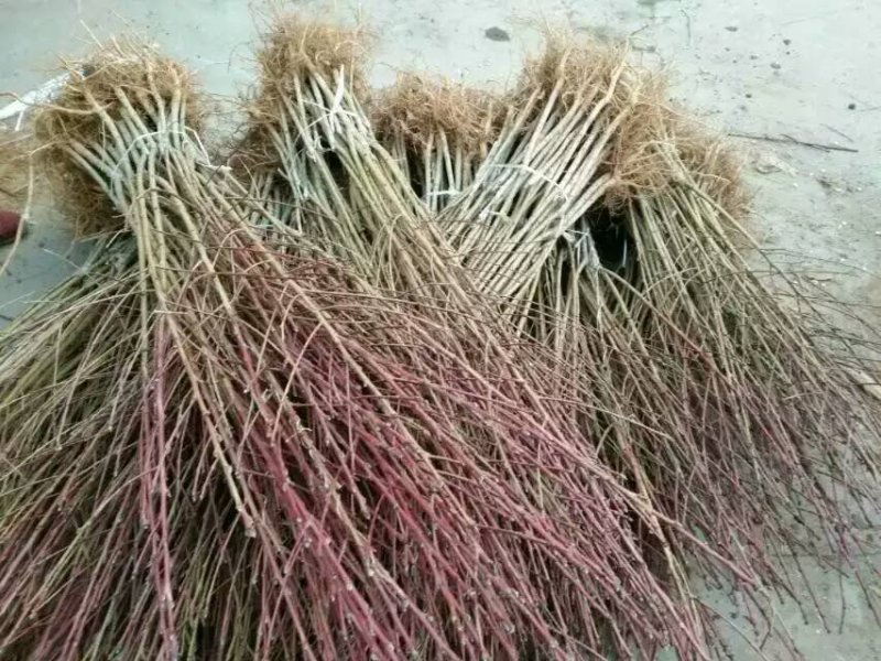 有好货桃树苗早晚熟桃树苗、珍珠油桃苗、红不软、占地桃树苗