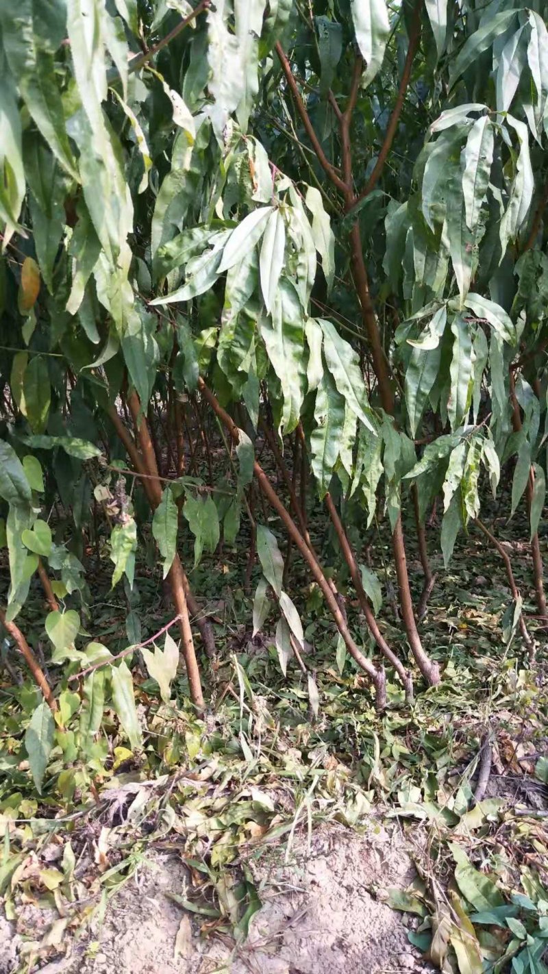 有好货桃树苗早晚熟桃树苗、珍珠油桃苗、红不软、占地桃树苗