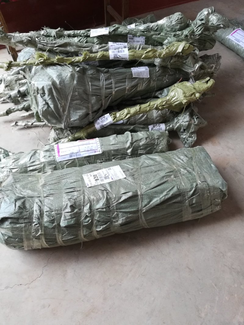 有好货桃树苗早晚熟桃树苗、珍珠油桃苗、红不软、占地桃树苗