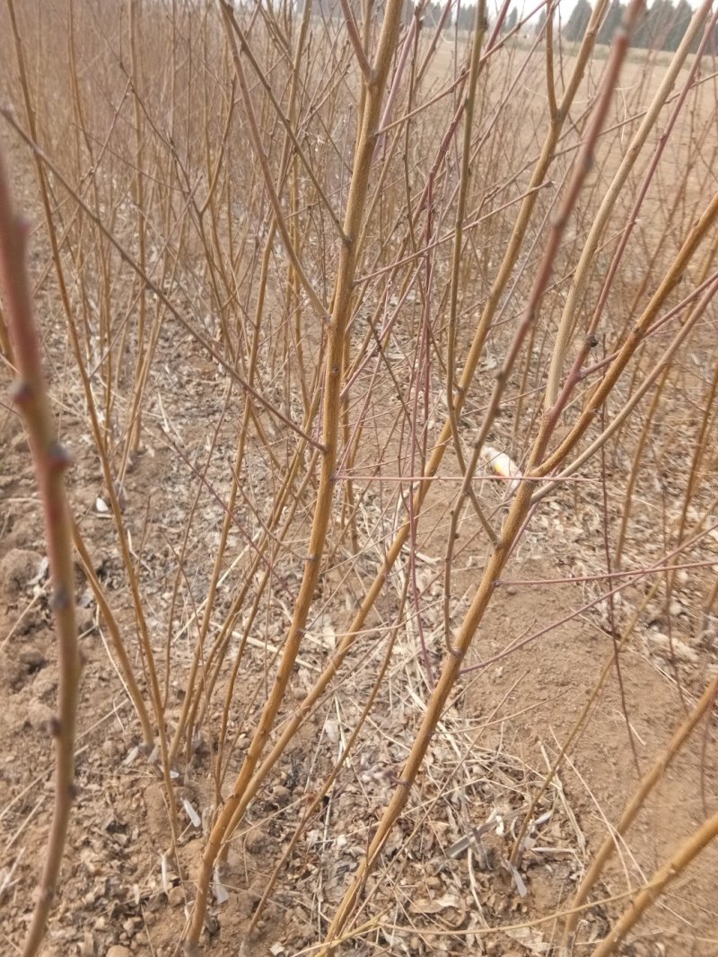 有好货桃树苗早晚熟桃树苗、珍珠油桃苗、红不软、占地桃树苗