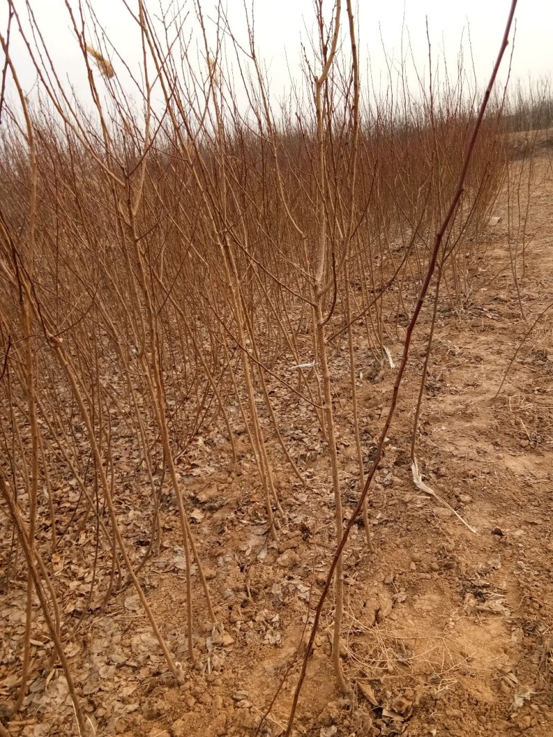 有好货桃树苗早晚熟桃树苗、珍珠油桃苗、红不软、占地桃树苗