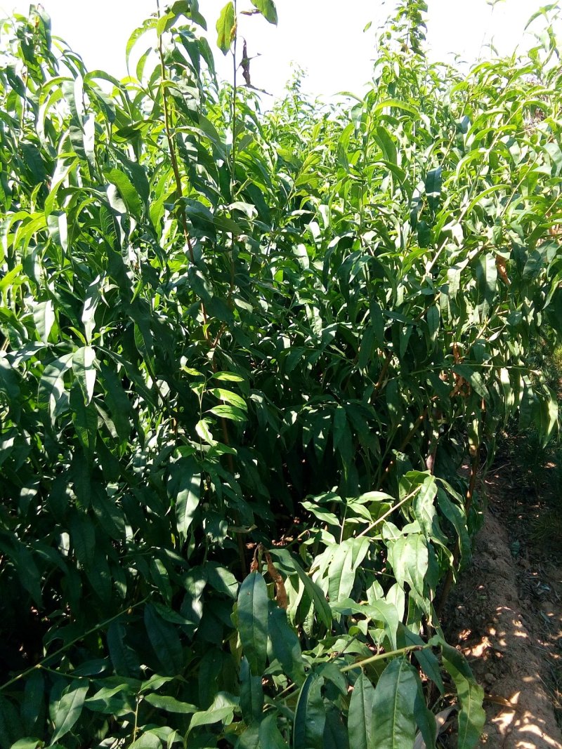 有好货桃树苗早晚熟桃树苗、珍珠油桃苗、红不软、占地桃树苗