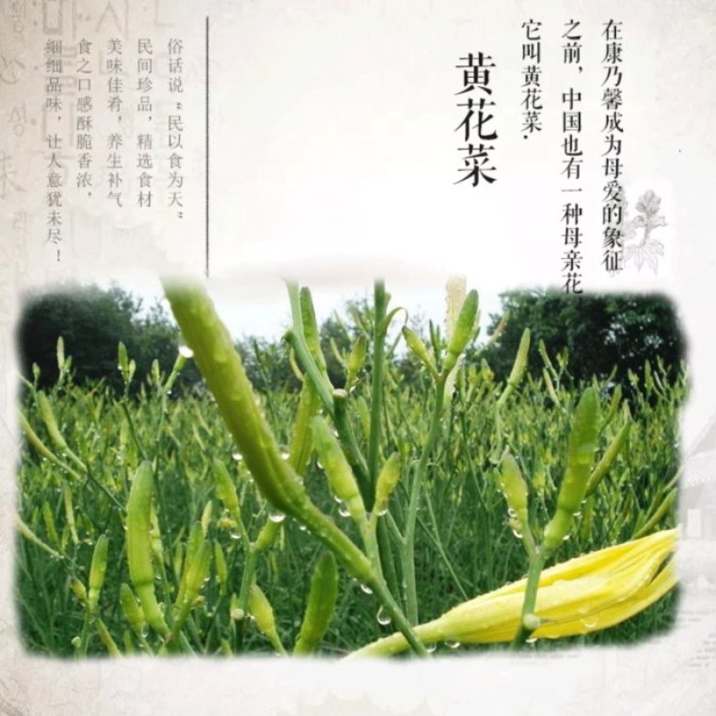 无硫蒸哂干黄花菜货源充足保质保量欢迎联系