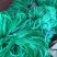 江苏宿迁沭菊花种植网爬藤网大量供应价格便宜欢迎咨询下单