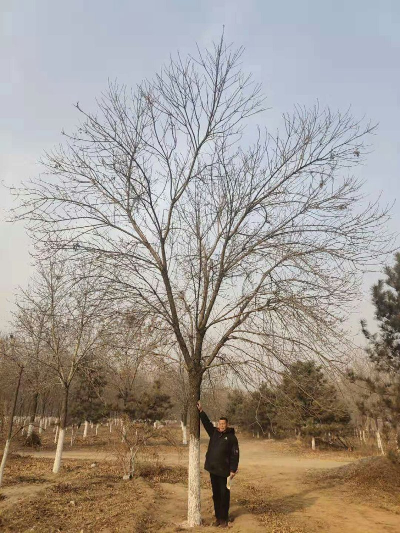 白蜡五到三十公分质优价廉规格全量大