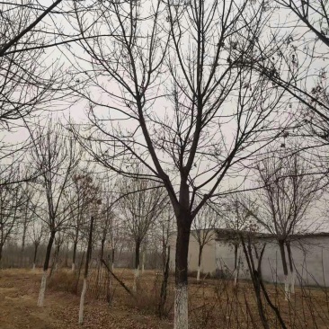 白蜡五到三十公分质优价廉规格全量大