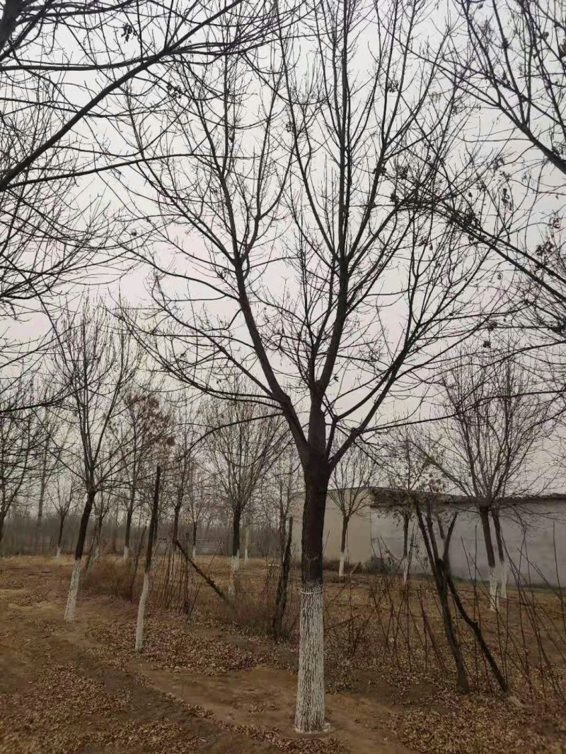 白蜡五到三十公分质优价廉规格全量大