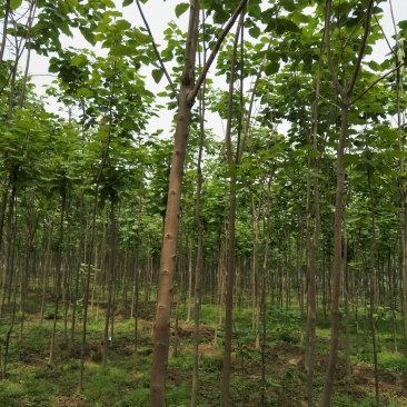 梓树四到十公分质优价廉规格全量大