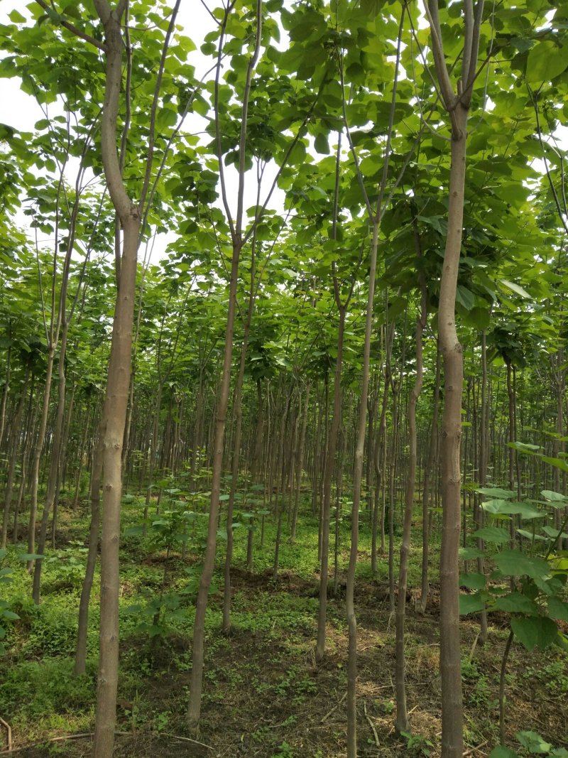梓树四到十公分质优价廉规格全量大