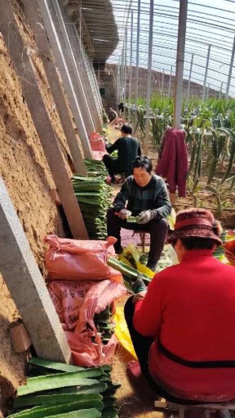 红心火龙果苗