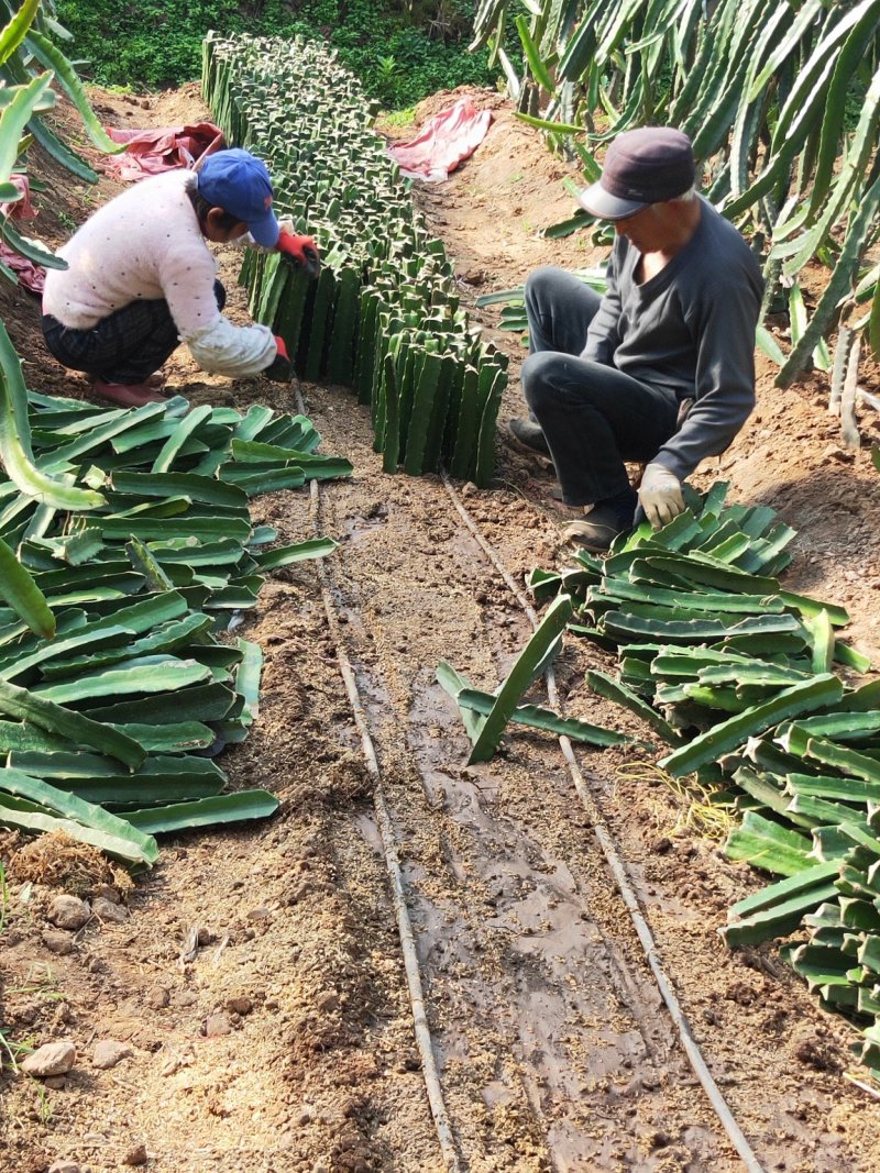 红心火龙果苗