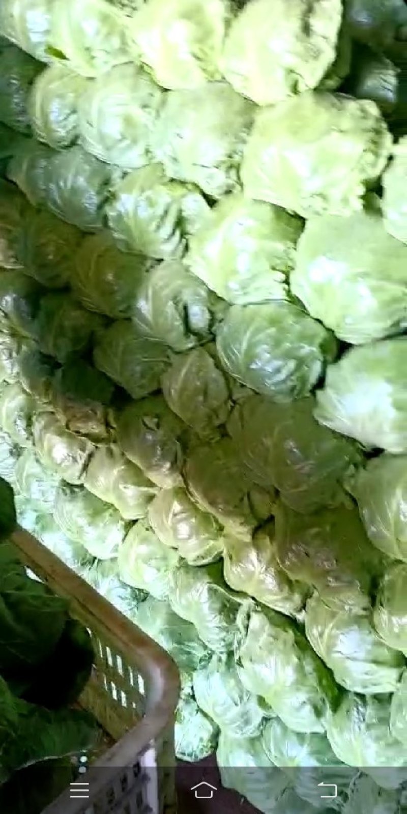 甘蓝，饶阳小萱萱甘兰上市中，能起车需要的可以联系我