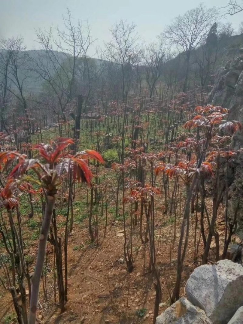 香椿芽红油香椿郧西地标产品