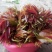 香椿芽红油香椿郧西地标产品