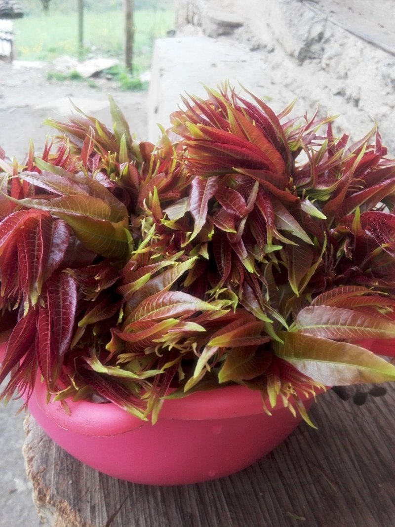 香椿芽红油香椿郧西地标产品