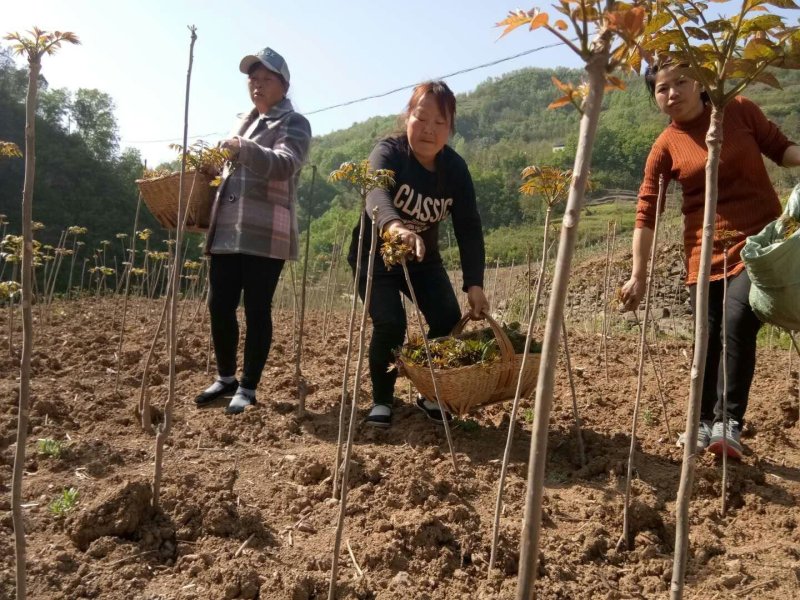 香椿芽红油香椿郧西地标产品