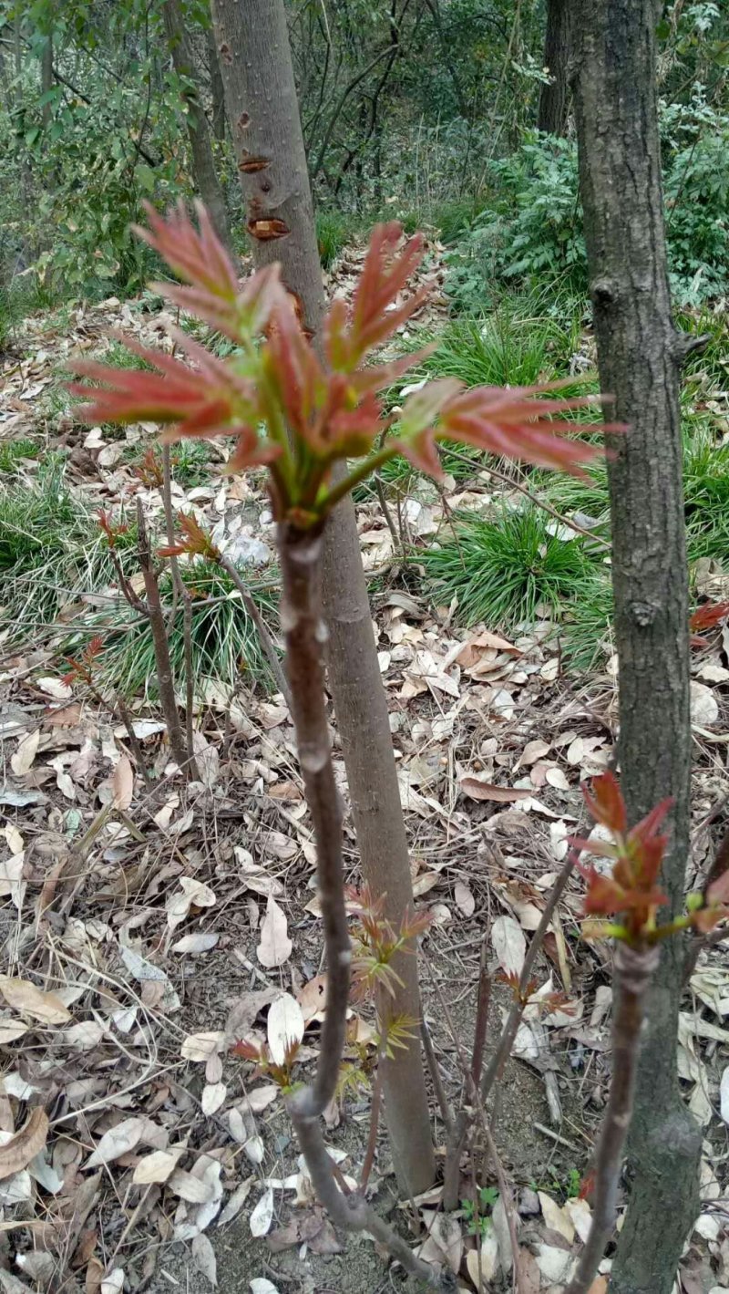 香椿芽红油香椿郧西地标产品