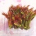 香椿芽红油香椿郧西地标产品