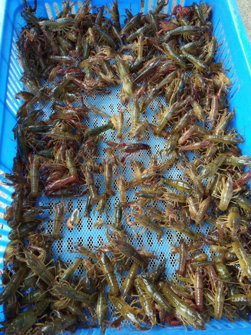 青虾苗质量杠杠滴.当天打捞