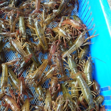 青虾苗质量杠杠滴.当天打捞