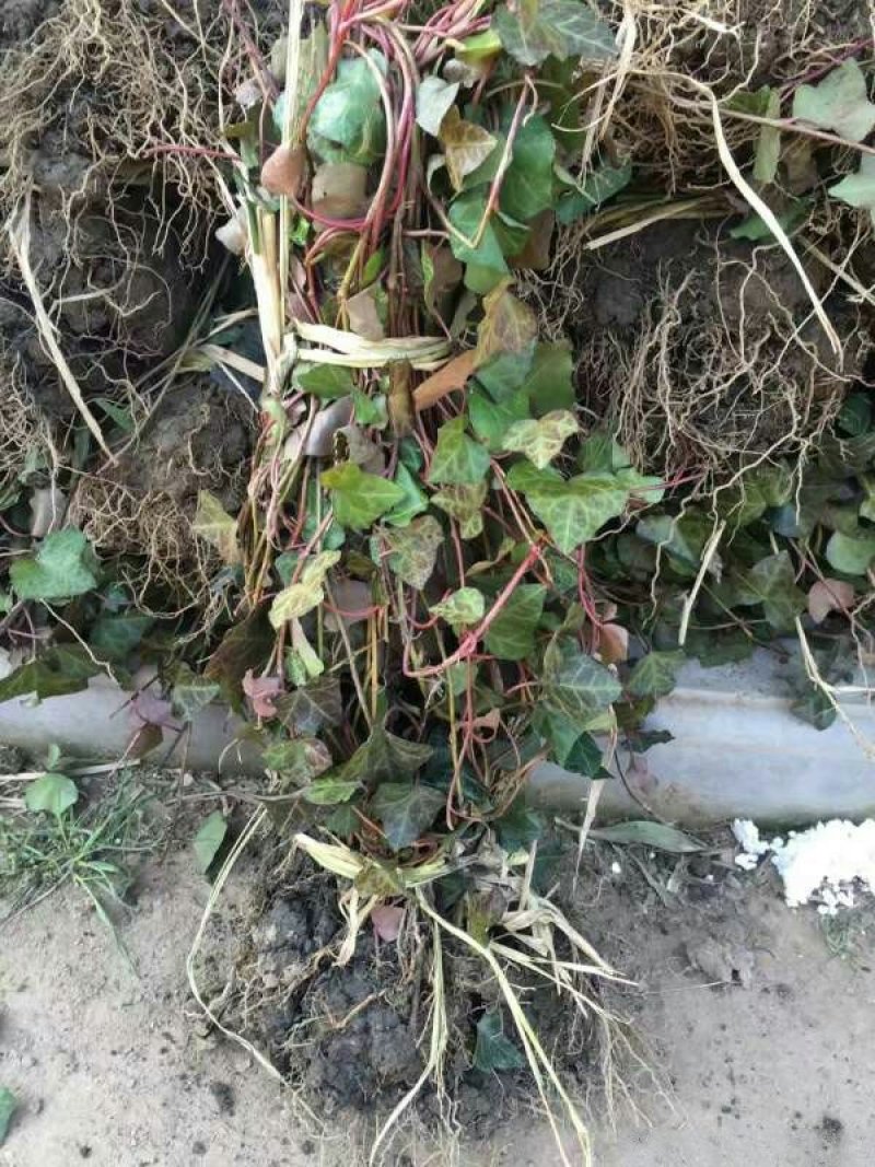 求购三叶地锦苗木常年批发供应三叶地锦价格优惠沭阳大型