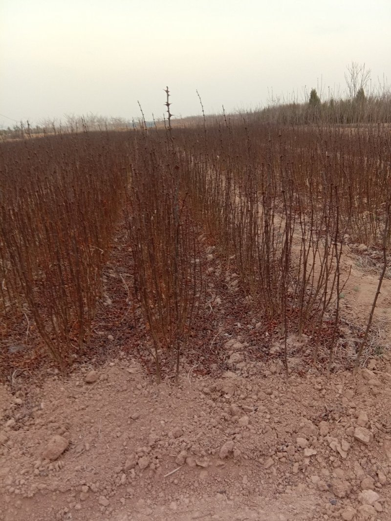 苗木种苗花椒苗大红袍花椒苗基地