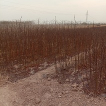 苗木种苗花椒苗大红袍花椒苗基地