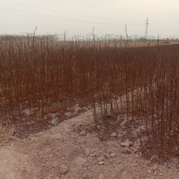 苗木种苗花椒苗大红袍花椒苗基地