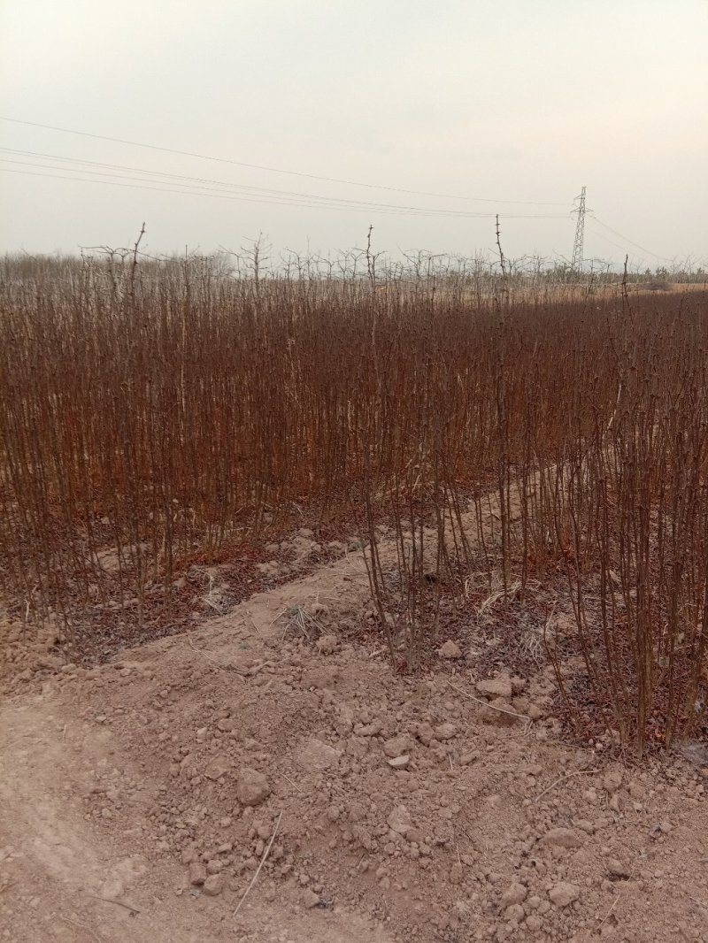 苗木种苗花椒苗大红袍花椒苗基地