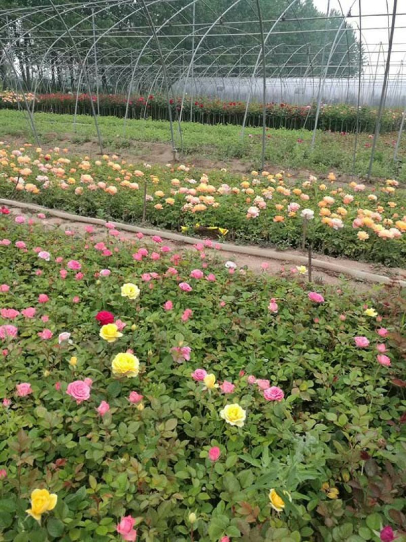 常年批发供应高度40-250公分高度的藤蔓月季