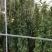 常年批发供应高度40-250公分高度的藤蔓月季