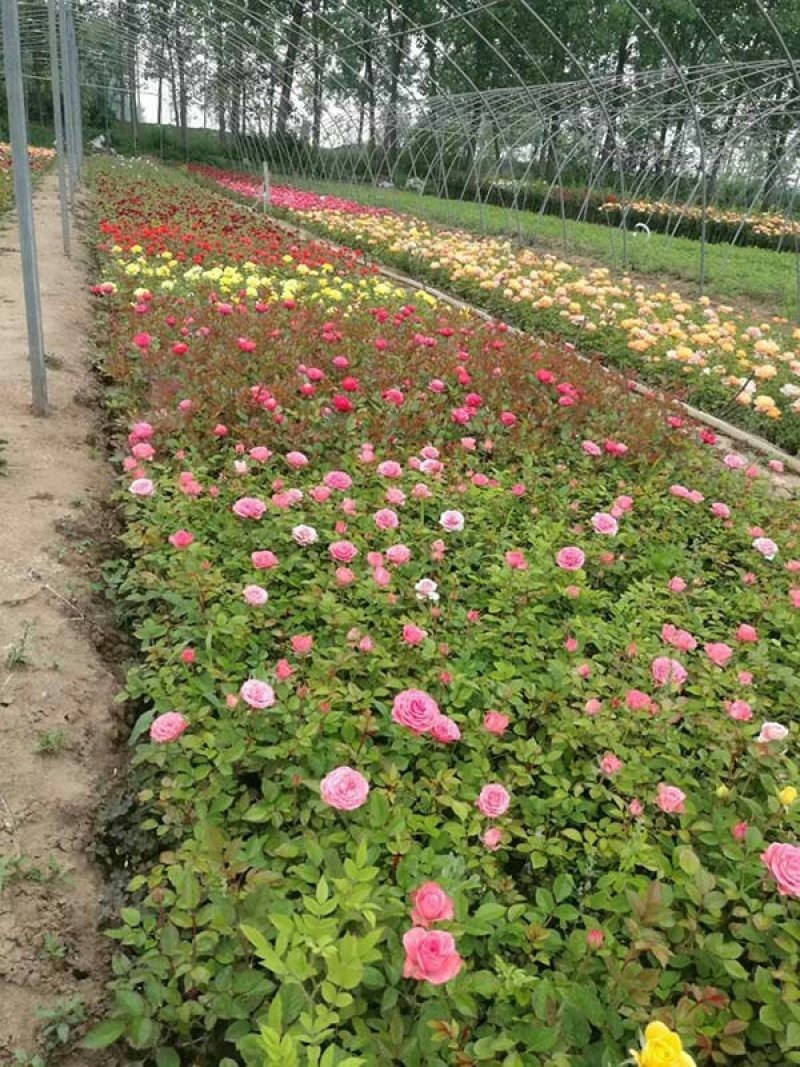 常年批发供应高度40-250公分高度的藤蔓月季