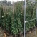 常年批发供应高度40-250公分高度的藤蔓月季