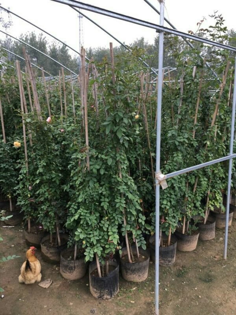 常年批发供应高度40-250公分高度的藤蔓月季