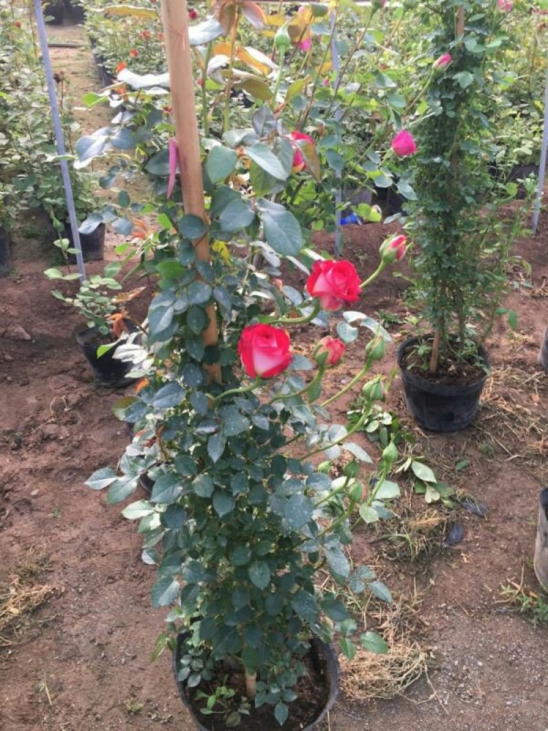 常年批发供应高度40-250公分高度的藤蔓月季