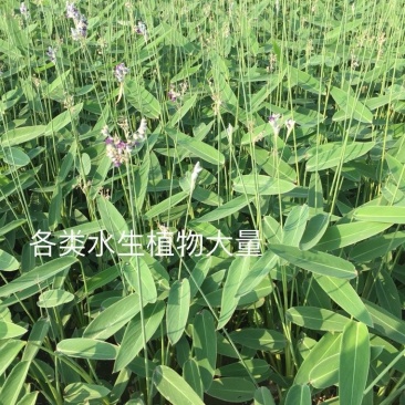 再力花水生植物基地直销物美价廉