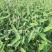 再力花水生植物基地直销物美价廉